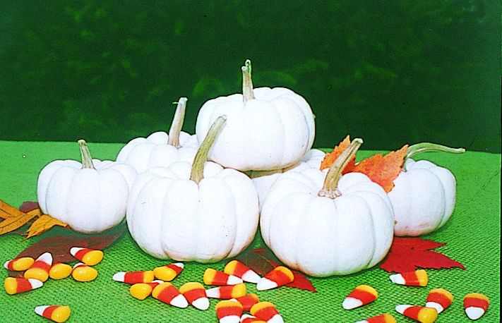 Pumpkin_Baby-Boo_Jung-Seed.jpg